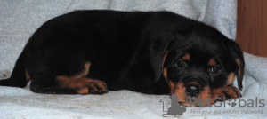 Photo №1. rottweiler - à vendre en ville de Chelyabinsk | 330€ | Annonce №8609