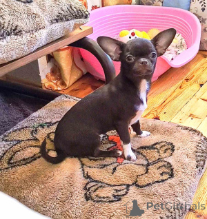 Photo №2 de l'annonce № 166046 de la vente chihuahua - acheter à Biélorussie annonce privée