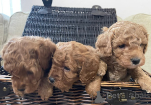 Photo №1. cavalier king charles spaniel - à vendre en ville de Berlin | 370€ | Annonce №148559