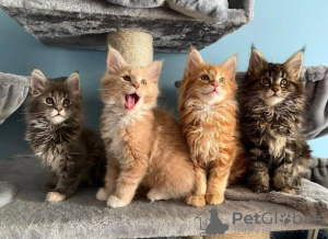 Photo №3. Chatons Maine Coon ébréchés avec pedigree pour adoption. Allemagne