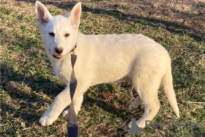 Photos supplémentaires: Chiots berger allemand blanc