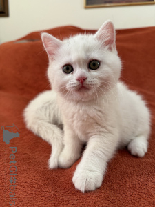 Photo №1. british shorthair - à vendre en ville de Paris | 300€ | Annonce № 137363