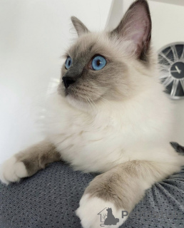 Photo №1. ragdoll - à vendre en ville de Bruxelles | 200€ | Annonce № 123519