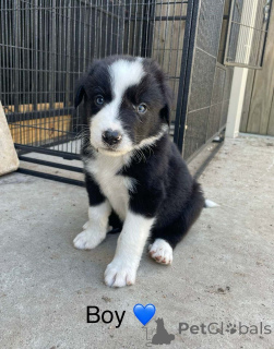 Photo №2 de l'annonce № 163959 de la vente border collie - acheter à USA annonce privée