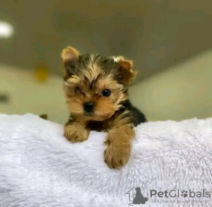 Photo №1. yorkshire terrier - à vendre en ville de Ohio City | Gratuit | Annonce №123114