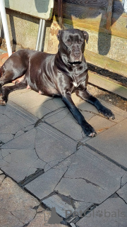 Photo №1. cane corso - à vendre en ville de New york | 600€ | Annonce №103368