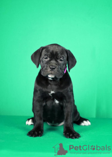 Photo №1. cane corso - à vendre en ville de Нови Сад | négocié | Annonce №122379