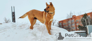 Photo №2 de l'annonce № 94124 de la vente chien bâtard - acheter à Fédération de Russie annonce privée