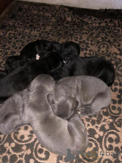 Photo №4. Je vais vendre cane corso en ville de Vienna. annonce privée - prix - 1000€