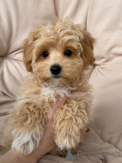 Photo №4. Je vais vendre  en ville de Berlin. éleveur - prix - 1500€