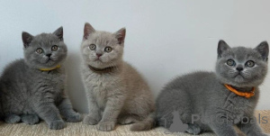 Photo №1. british shorthair - à vendre en ville de Nicosie | négocié | Annonce № 156996
