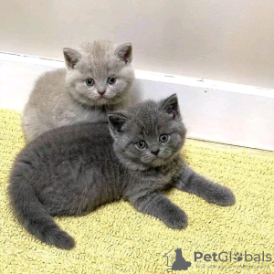 Photo №2 de l'annonce № 123178 de la vente british shorthair - acheter à La finlande annonce privée, éleveur