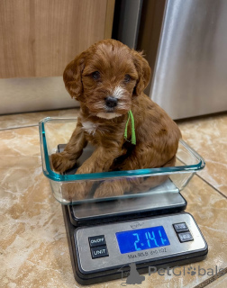 Photo №1. labradoodle - à vendre en ville de Great | négocié | Annonce №178074