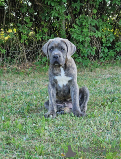 Photo №2 de l'annonce № 106781 de la vente cane corso - acheter à Pologne éleveur