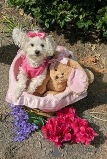 Photo №1. bichon maltais - à vendre en ville de Washington | 969€ | Annonce №168219