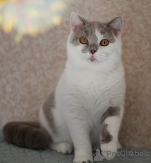 Photo №2 de l'annonce № 102881 de la vente british shorthair - acheter à Fédération de Russie de la fourrière