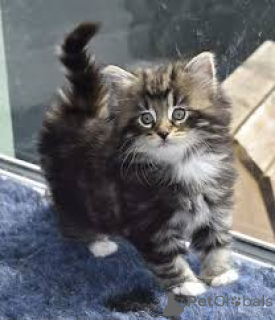 Photo №2 de l'annonce № 166782 de la vente chat des forêts norvégiennes - acheter à France annonce privée, éleveur