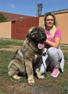 Photos supplémentaires: Chiots Berger du Caucase de la plus haute qualité