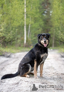 Photo №1. chien bâtard - à vendre en ville de Москва | Gratuit | Annonce №30218