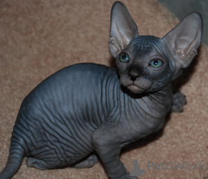 Photo №1. sphynx - à vendre en ville de Bruxelles | 500€ | Annonce № 166609