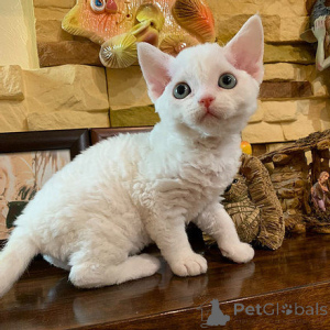 Photo №1. devon rex - à vendre en ville de Prague | 250€ | Annonce № 155942