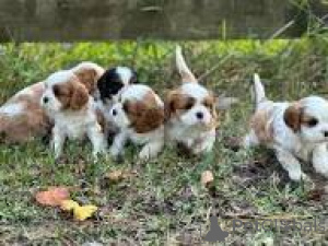 Photo №1. cavalier king charles spaniel - à vendre en ville de Helsinki | 700€ | Annonce №169510