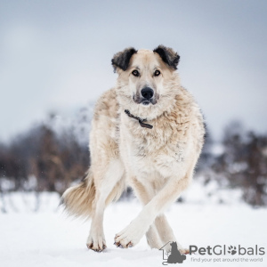 Photo №1. chien bâtard - à vendre en ville de Москва | Gratuit | Annonce №95419