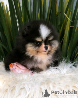 Photo №2 de l'annonce № 139082 de la vente spitz nain - acheter à Allemagne annonce privée, éleveur