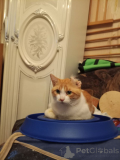 Photo №2 de l'annonce № 162994 de la vente  - acheter à Fédération de Russie annonce privée