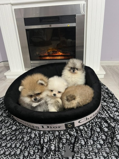 Photo №4. Je vais vendre spitz nain en ville de Нови Сад.  - prix - 600€