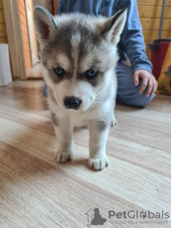 Photo №3. Husky sibérien. Estonie