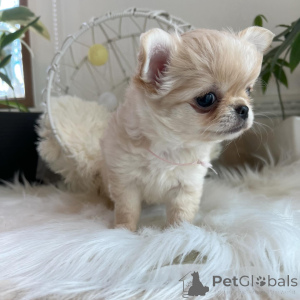 Photo №2 de l'annonce № 151222 de la vente chihuahua - acheter à Allemagne annonce privée