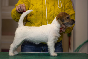 Photo №4. Je vais vendre jack russell terrier en ville de Gomel. éleveur - prix - 313€