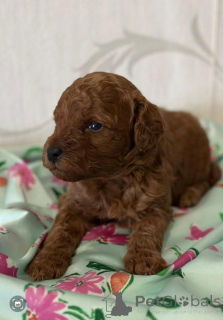 Photo №3. Caniche, chiots rouges. Serbie