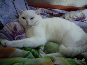 Photo №3. Tricoter un chat en Biélorussie. Annonce № 44915
