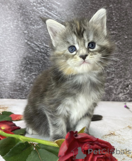 Photo №2 de l'annonce № 163327 de la vente maine coon - acheter à Allemagne 