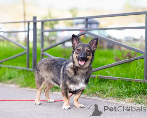 Photo №1. chien bâtard - à vendre en ville de Saint-Pétersbourg | Gratuit | Annonce №163728