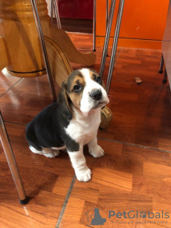 Photo №1. beagle - à vendre en ville de Munich | 340€ | Annonce №100510