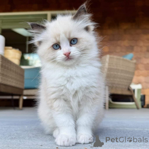 Photo №1. ragdoll - à vendre en ville de Beaufort | Gratuit | Annonce № 162627