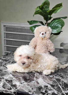 Photo №1. maltipu - à vendre en ville de Berlin | 900€ | Annonce №149834