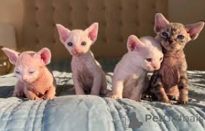 Photo №2 de l'annonce № 136745 de la vente german rex - acheter à Allemagne 