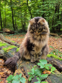 Photo №3. Litière pour chat des forêts norvégiennes disponible. À la fois mâle et femelle. Norvège