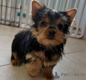 Photo №4. Je vais vendre yorkshire terrier en ville de Alavus. éleveur - prix - 484€