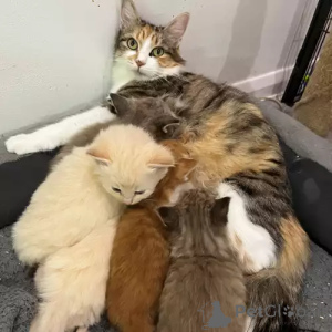 Photo №1. sibérien - à vendre en ville de Schwäbisch gmünd | 380€ | Annonce № 167271