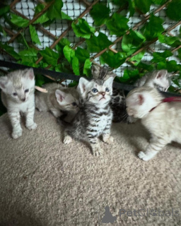 Photo №2 de l'annonce № 152705 de la vente bengal - acheter à Suisse annonce privée