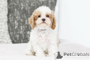 Photo №2 de l'annonce № 155603 de la vente labradoodle - acheter à Islande annonce privée