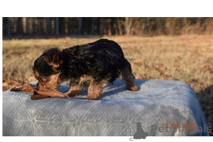 Photo №4. Je vais vendre yorkshire terrier en ville de Île de Kiawh.  - prix - négocié