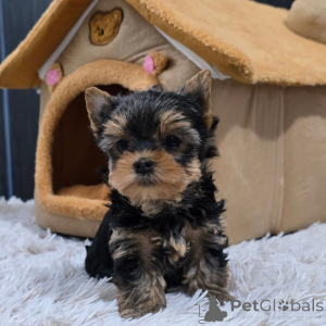 Photo №2 de l'annonce № 168621 de la vente yorkshire terrier - acheter à République Tchèque éleveur