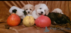 Photo №3. Magnifiques chiots MALTIPOO. Serbie