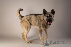 Photo №3. À la recherche du meilleur garçon de famille nommé atari. Fédération de Russie